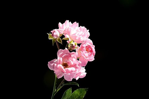 pink rose  nature  garden