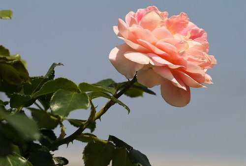 pink rose  blooming  green