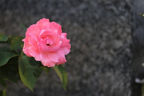 pink rose  bloom  flower