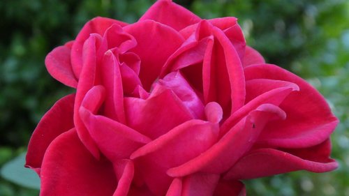 pink rose  blossom  bloom