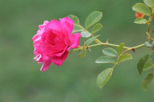 pink rose  bloom  flower