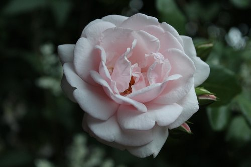 pink rose  rose  blossom
