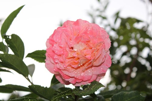 pink rose  rose  flower