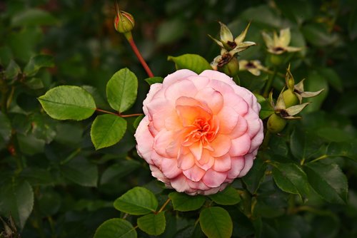 pink rose  flower  plant