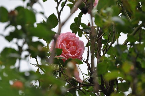 pink rose  flower  rose