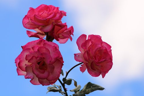pink rose  rose  bloem