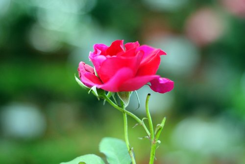 pink rose  blossom  floral