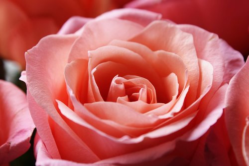 pink rose  background  passion