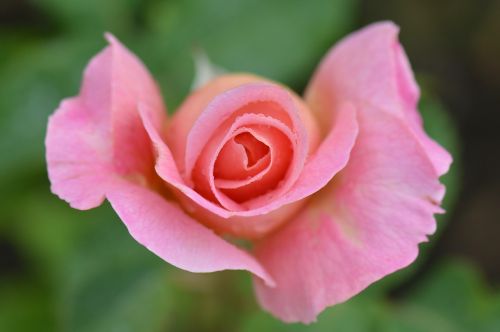 pink rose rose flower