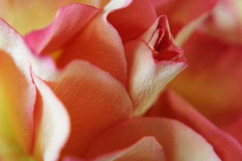 pink rose  yellow rose  passion