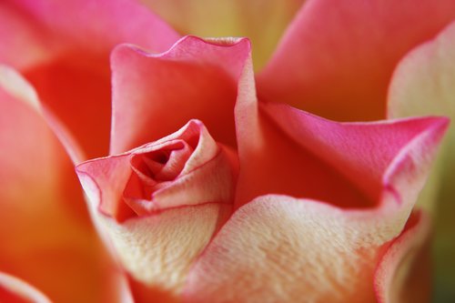 pink rose  rose  feeling