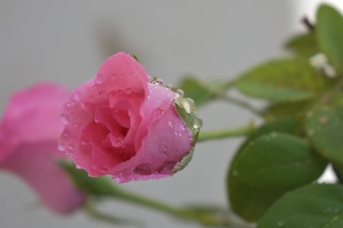 pink rose  rose  flowers