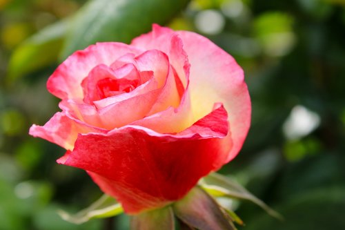pink rose  bicolor rose  rose