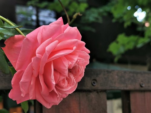 pink rose  flower  fence