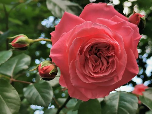 pink rose  flower  blooming