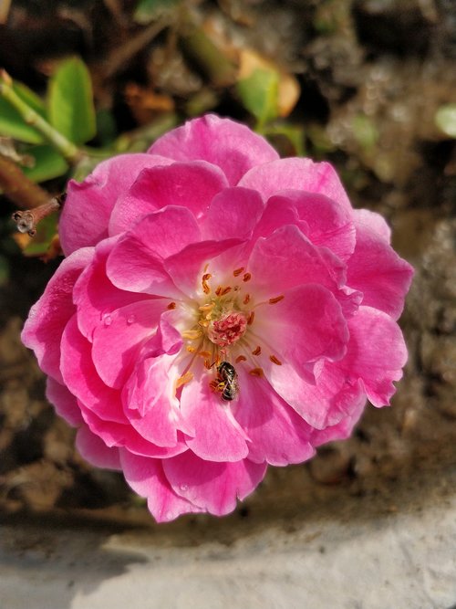 pink rose  rosa  flower