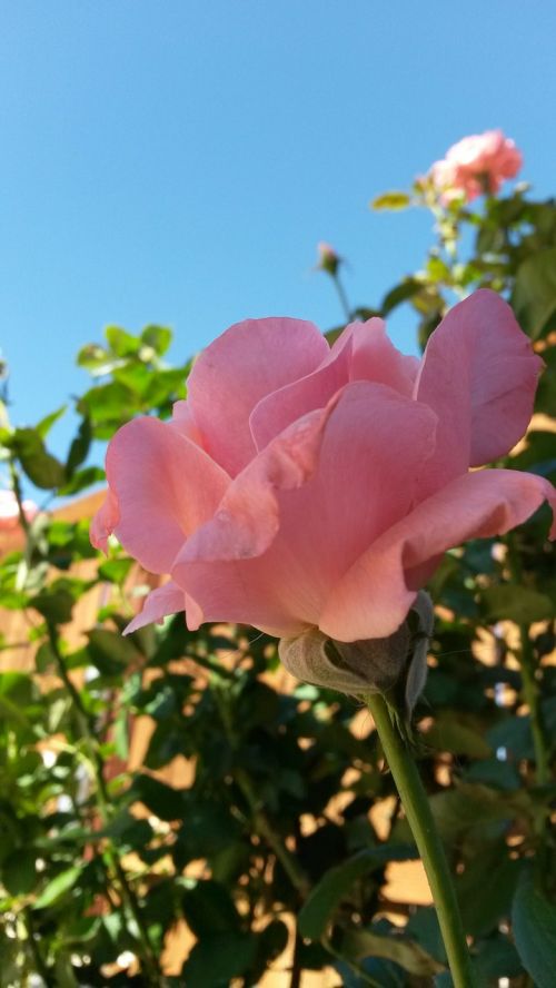 pink rose rose bush spring