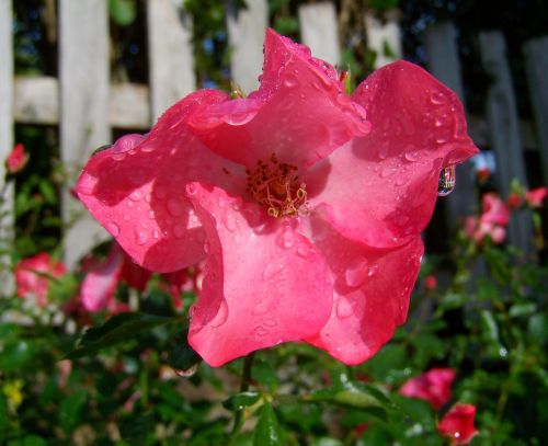 pink rose raindrops garden