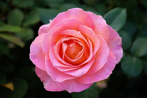 pink rose at olbrich  rose  flower