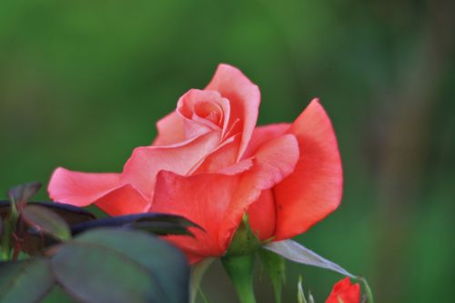 Pink Rose Bloom