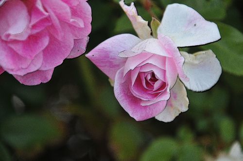 Pink Rose Bud