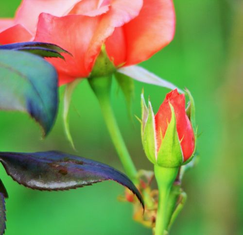 Pink Rose Bud And Bloom