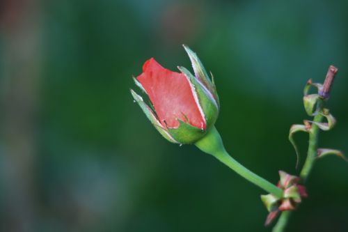 Pink Rose Bud