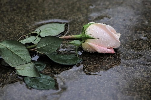 pink rose in rain  grey marble  love symbol