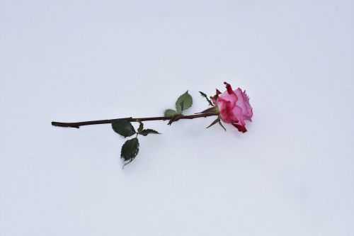pink rose in snow love symbol winter