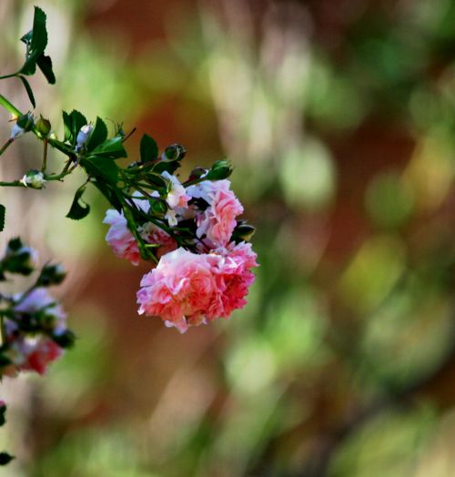 Pink Rose On Green Background