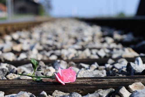 pink rose on railway station outdoor