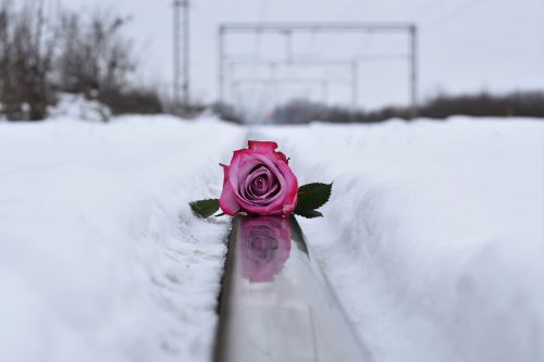 pink rose on railway love symbol winter