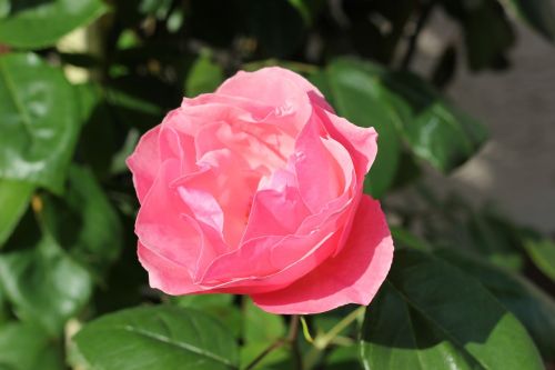 pink rose papillon flower floral
