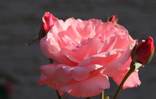 pink rose papillon  morning  bloom