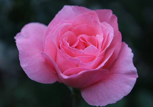 pink rose papillon  flower  delicate