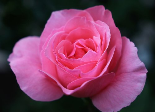 pink rose papillon  flower  delicate