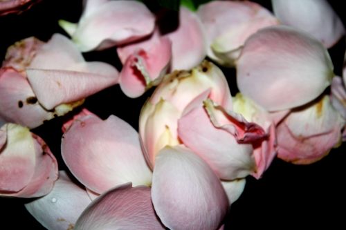 Pink Rose Petals