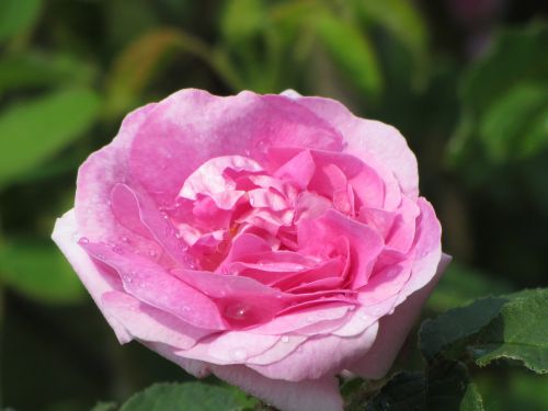 Pink Rose With Drops