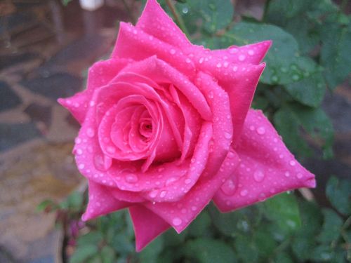 Pink Rose With Water Droplets