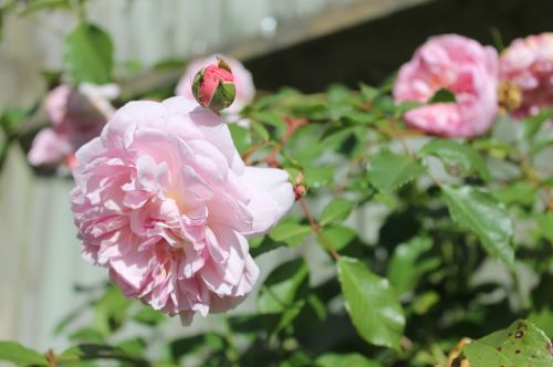 pink roses rose bush spring