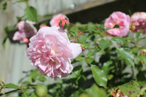 pink roses rose bush spring