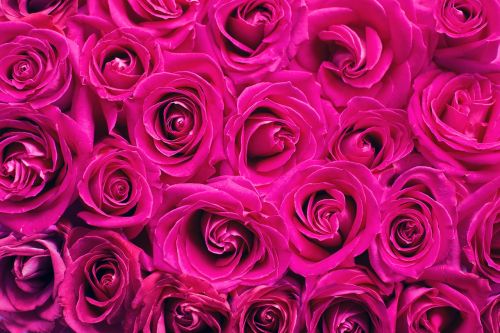 pink roses roses background