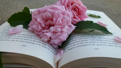 pink roses book flower petals