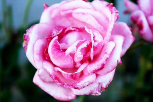 pink roses love passion