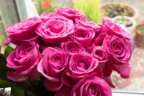 pink roses roses pink flowers