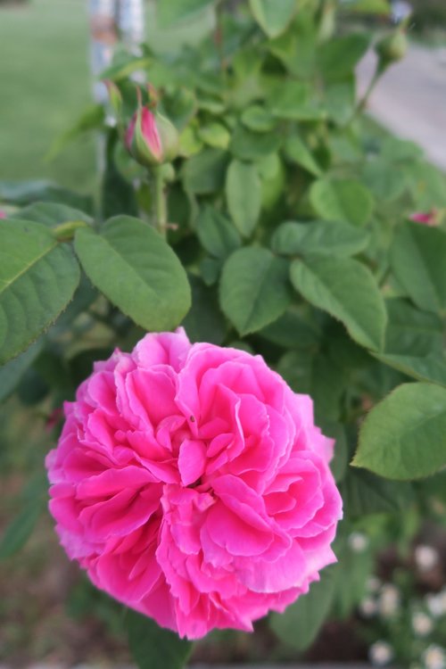 pink roses  gulpembe  flower