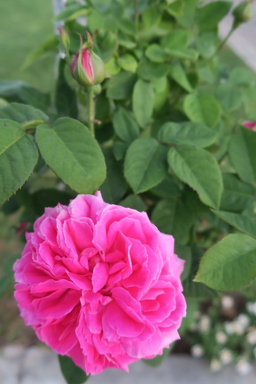 pink roses  gulpembe  flower