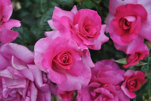 pink roses  nature  plants