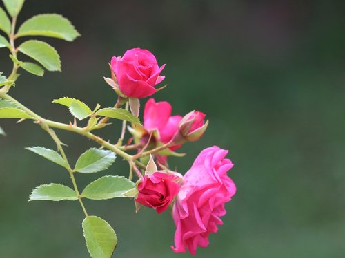 pink roses  flower  bloom