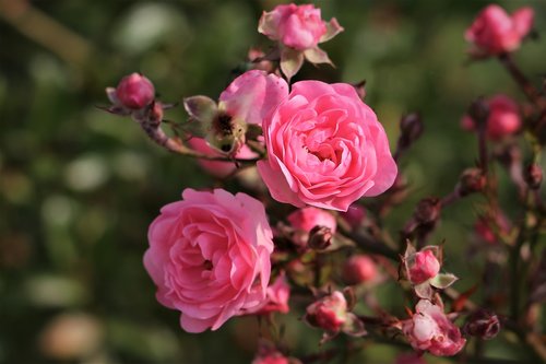 pink roses  bush  flowers